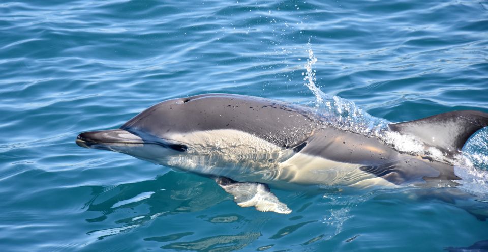 Lagos: Dolphin Watching Boat Tour With Marine Biologists - Highlights and Inclusions
