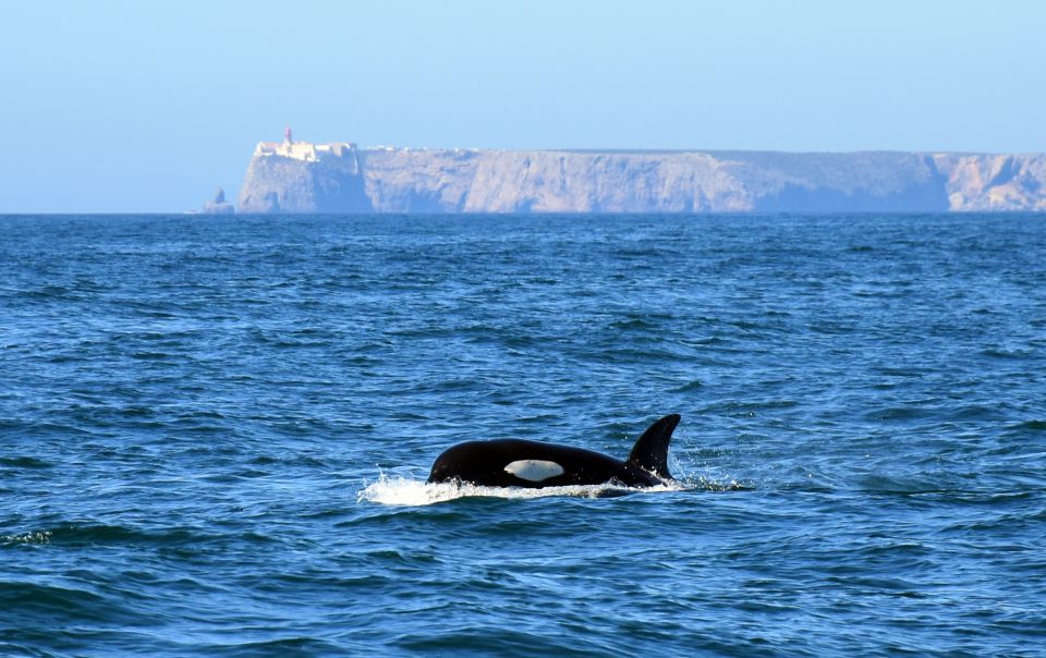 Lagos: Dolphin Watching Boat Tour With Marine Biologists - Frequently Asked Questions