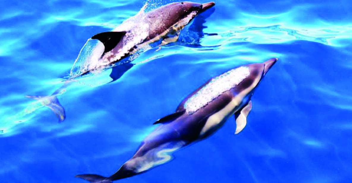 Lagos: Dolphin Watching Catamaran Cruise - Key Points