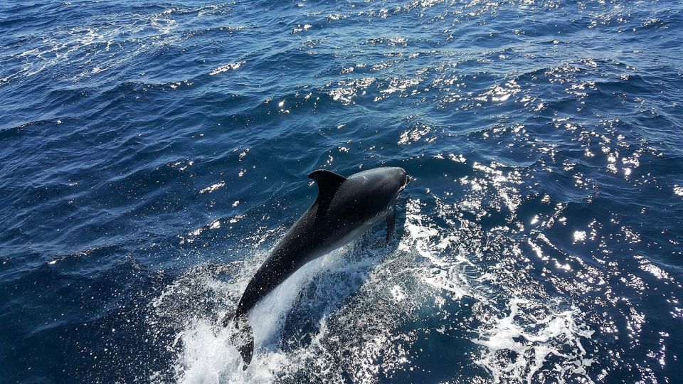 Lagos: Dolphin Watching Catamaran Cruise - What to Expect