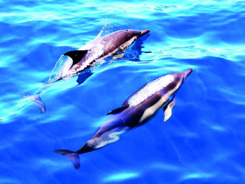 Lagos: Dolphin Watching Catamaran Cruise - Booking and Pricing