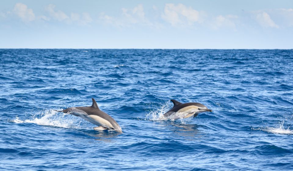 Lagos: Dolphin Watching Half-Day Cruise & Water Activities - Encounter With Dolphins