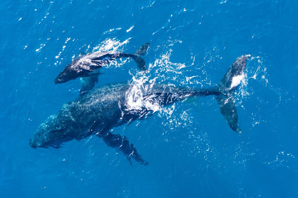 Lagos: Dolphin Watching Half-Day Cruise & Water Activities - Water Activities