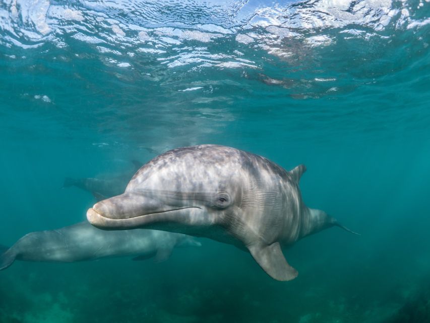 Lagos: Dolphin Watching Half-Day Cruise & Water Activities - Catamaran and Snack