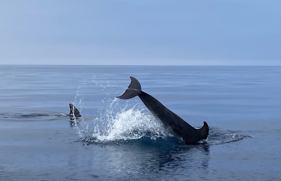 Lagos: Dolphin Watching Tour - Key Points