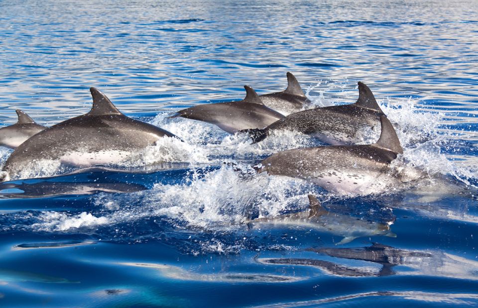 Lagos: Dolphin Watching Tour - Booking Your Experience