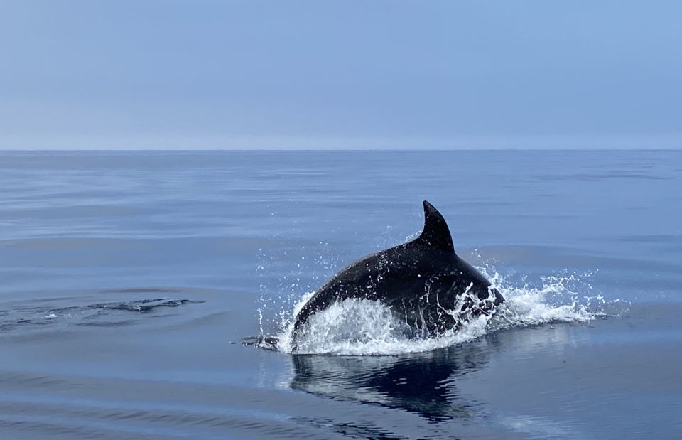 Lagos: Dolphin Watching Tour - Included Amenities