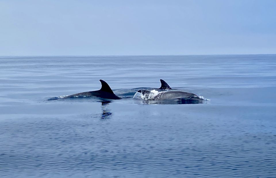 Lagos: Dolphin Watching Tour - What to Bring