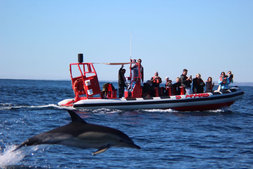 Lagos: Dolphin Watching With Professional Marine Biologists - Pricing and Duration