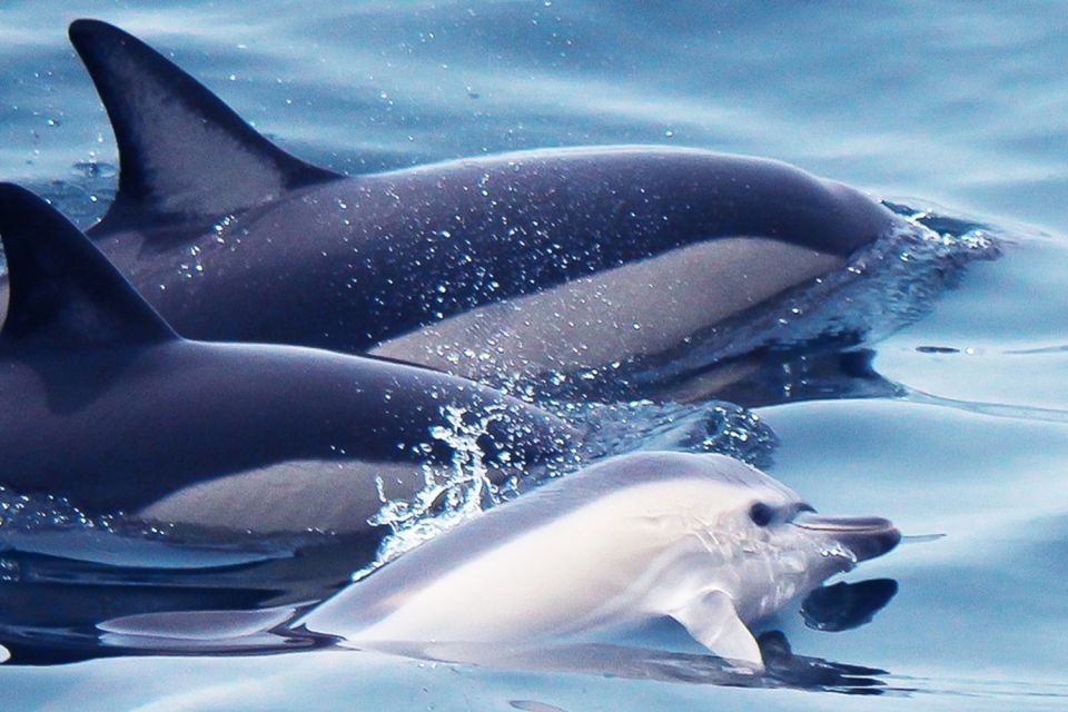 Lagos: Dolphin Watching With Professional Marine Biologists - Multilingual Live Tour Guides