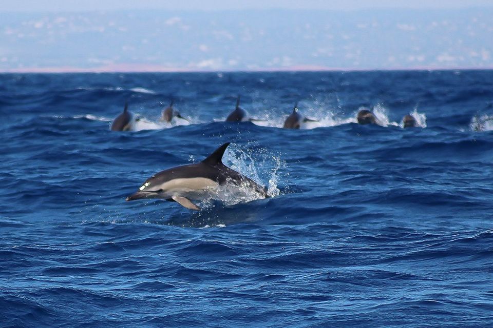 Lagos: Dolphin Watching With Professional Marine Biologists - Inclusions and Requirements