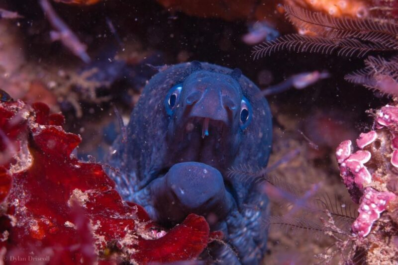 Lagos: Guided Scuba Diving Trip for Beginners - An Introduction to Lagos’s Underwater World