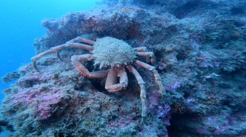 Lagos: Guided Scuba Diving Trip for Beginners - Authentic Feedback: What Travelers Say