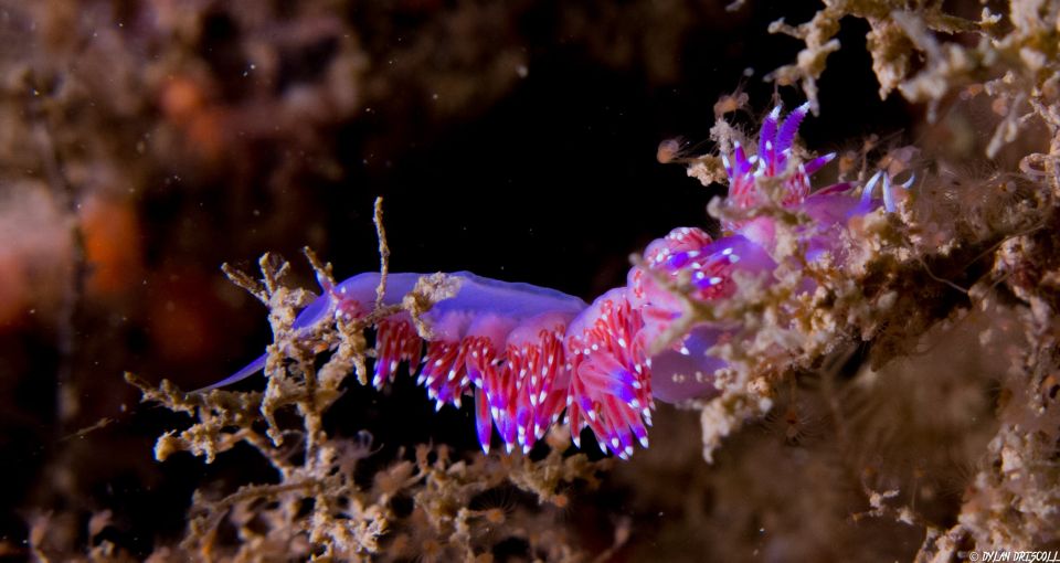 Lagos: Guided Scuba Diving Trip for Beginners - Requirements and Restrictions