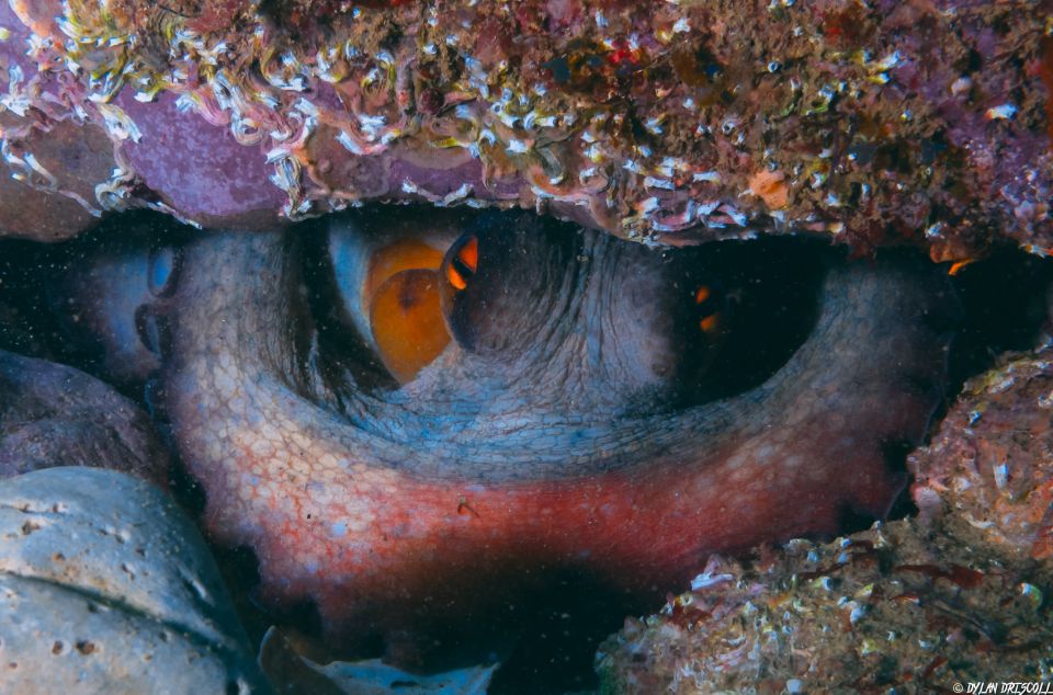 Lagos: Guided Scuba Diving Trip for Beginners - Diverse Marine Life Sightings