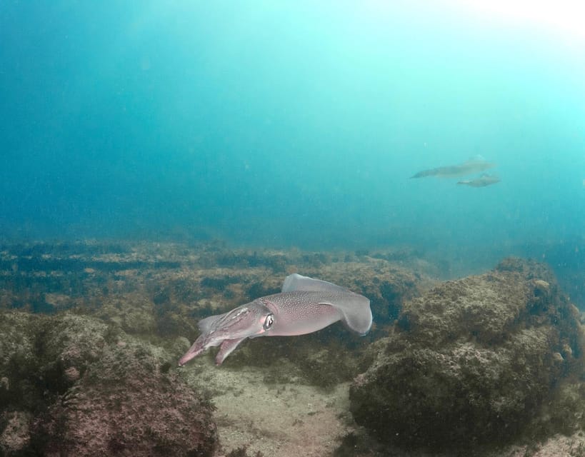Lagos: Scuba Diving Experience for Beginners - Key Points