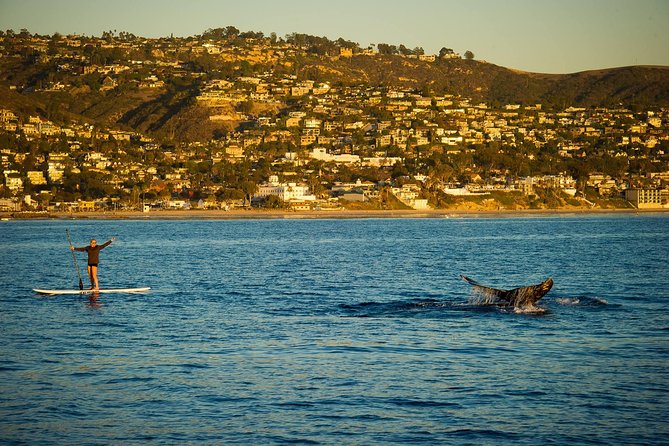 Laguna Beach SUP Lesson and Tour - Inclusions and Equipment