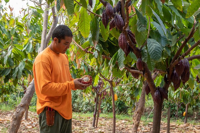 Lahaina: Maui Kuia Estate Guided Cacao Farm Tour and Tasting - Highlights
