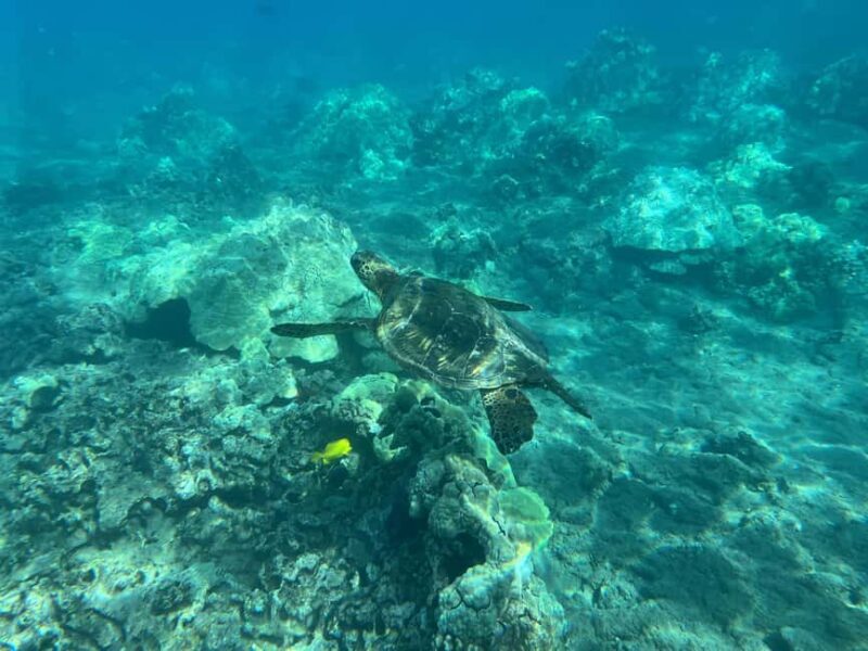 Lahaina: Olowalu Coral Reef Snorkeling Tour - Key Points