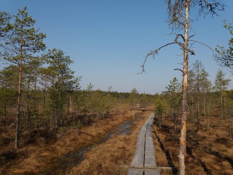 Lahti: Guided Nature Walk The Heart of The Swamp - Key Points