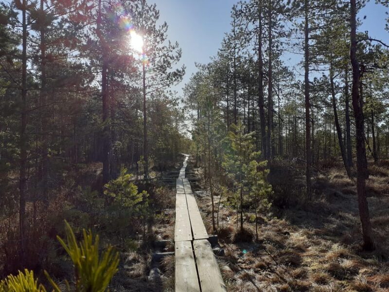 Lahti: Guided Nature Walk The Heart of The Swamp - Exploring Lahti’s Nature Walk: What You Can Expect
