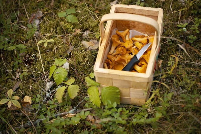 Lahti: Wild Food Foraging Tour with Tastings - Who Should Take This Tour?