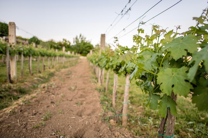 Lake Balaton Full Day Private Wine Tour - Exploring Tihany Village