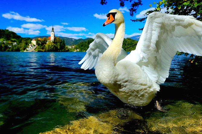 Lake Bled & Ljubljana - Shore Excursion From Trieste - Communication and Logistics