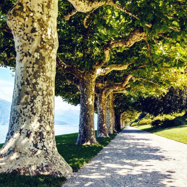 Lake Como: Villa Melzi Garden Entry Ticket With Ferries - Travel Tips for Visitors