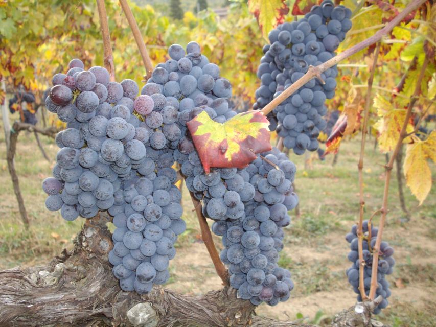 Lake Garda: Valpolicella Wine and Food Tour - Wine Tasting Experience