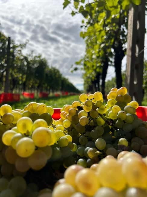 Lake Garda: Wine Tasting and Myths Tour with Local Snacks - Exploring the Lake Garda: Wine Tasting and Myths Tour with Local Snacks