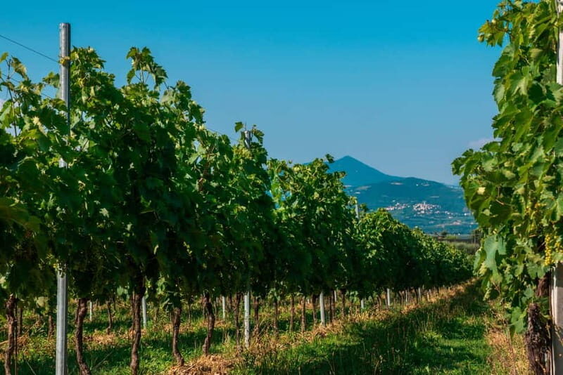 Lake Garda: Winery Tour & Wine Tasting with Local Delicacies - The Practical Side: Price, Group Size, and Accessibility