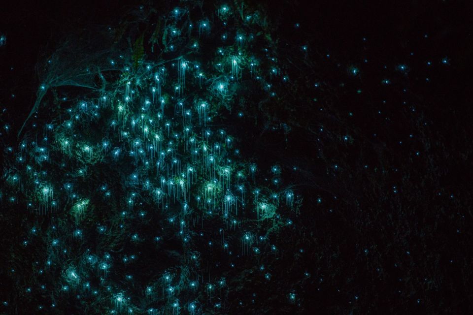 Lake Karapiro: Evening Kayak Glowworm Tour - Dress Code and What to Bring