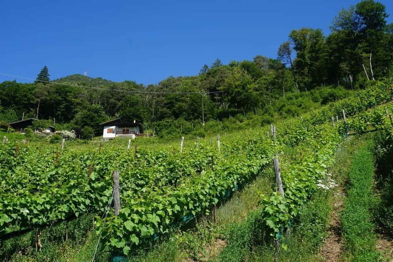 Lake Ledro: wine Pic Nic with stunning Lake View - The Sum Up