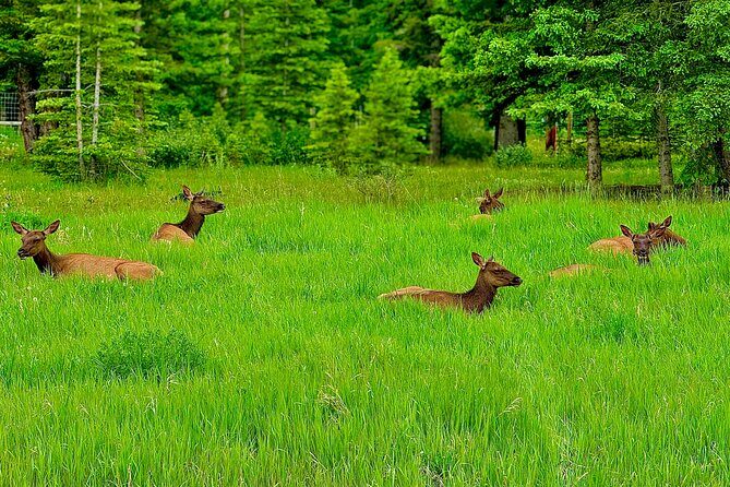Lake Louise and Moraine Lake Exclusive Evening Private Tour - What Reviewers Say