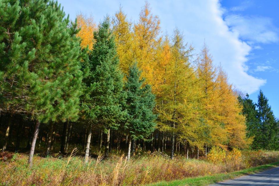 Lake Louise and Moraine: Self-Guided Driving Audio Tour - Booking Information