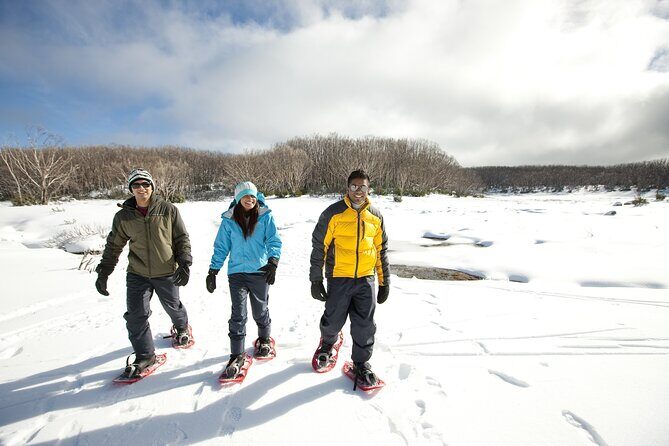 Lake Mountain Snow play and Steavenson Falls from Melburne - Analyzing the Value: Is It Worth It?