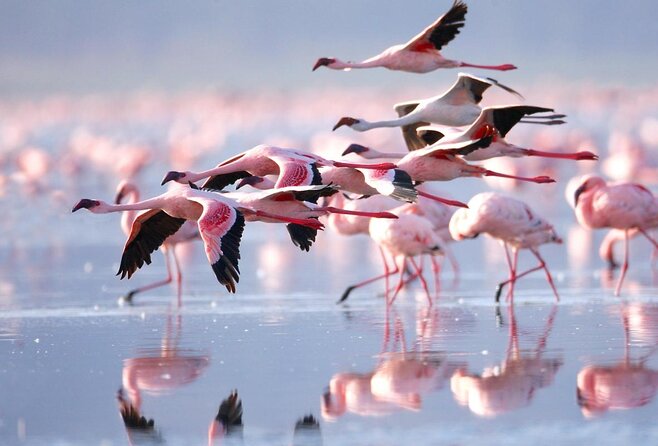 Lake Nakuru, Naivasha & Masai Mara 4 Days Private Jeep Safari - Good To Know