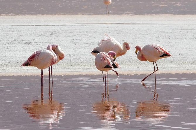Lake Nakuru, Naivasha & Masai Mara 4 Days Private Jeep Safari - Booking and Prices