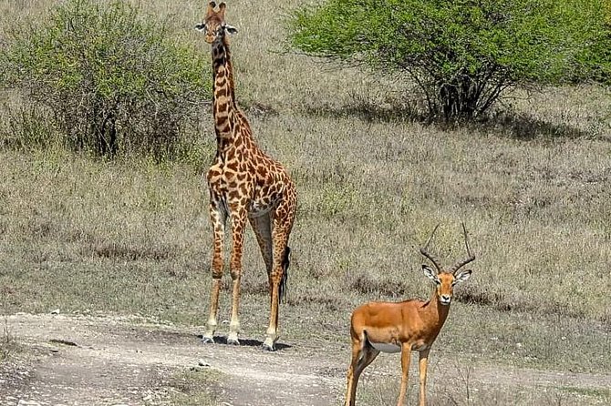Lake Nakuru National Park Day Tour From Nairobi - Key Points