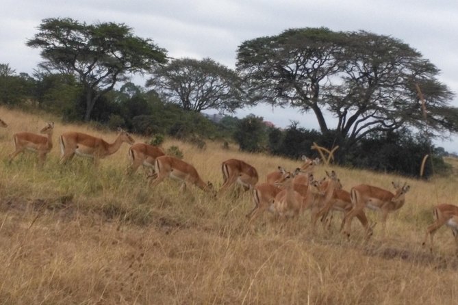 Lake Nakuru National Park Day Tour From Nairobi - Pickup and Meeting Points