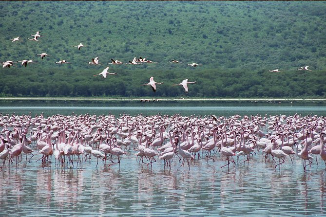 Lake Nakuru National Park Day Tour From Nairobi - Traveler Reviews and Feedback