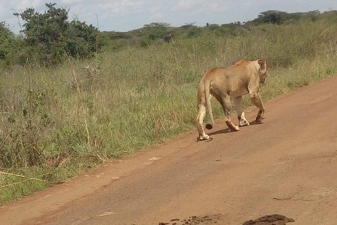 Lake Nakuru National Park Day Tour From Nairobi - Tips for a Successful Tour