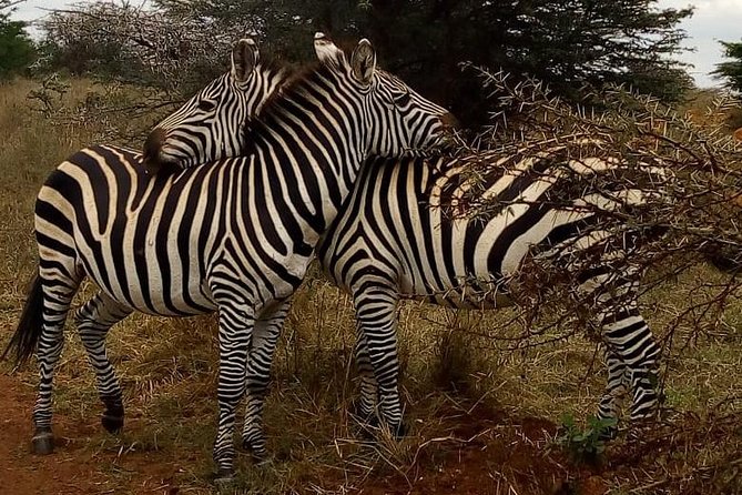 Lake Nakuru National Park Day Tour From Nairobi - Additional Considerations
