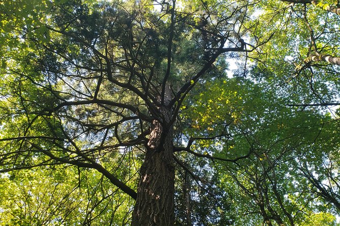 Lake, Old Growth Trees and Columbia City: Beautiful Natural Spaces and History - Booking and Confirmation