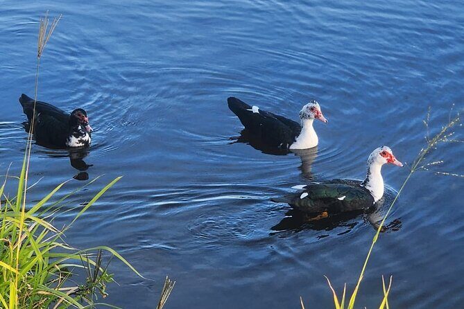 Lake Osborne Gator Watch Tour - FAQs  