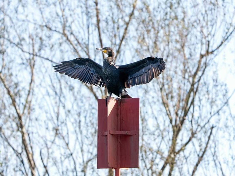 Lake Skadar: Early-morning Birdwatching and Photography Tour - Discovering Lake Skadar’s Morning Calmness