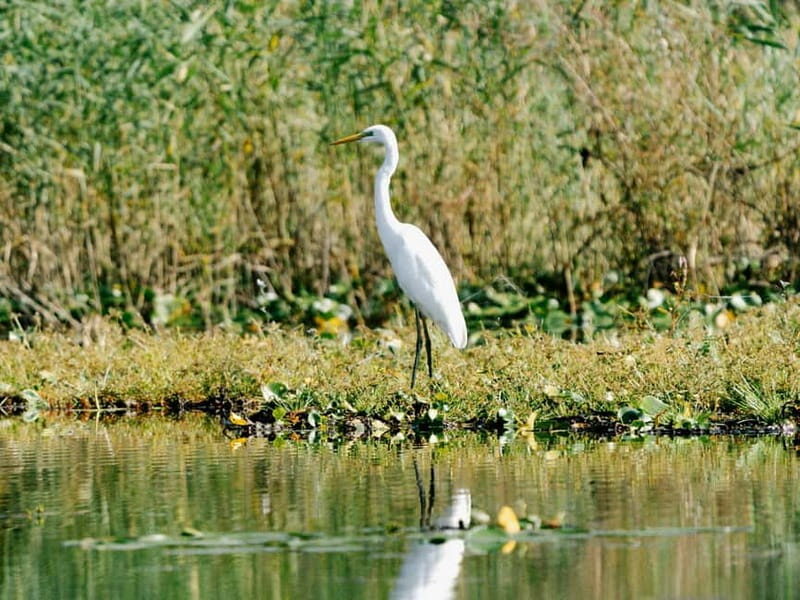 Lake Skadar: Early-morning Birdwatching and Photography Tour - The Itinerary in Detail