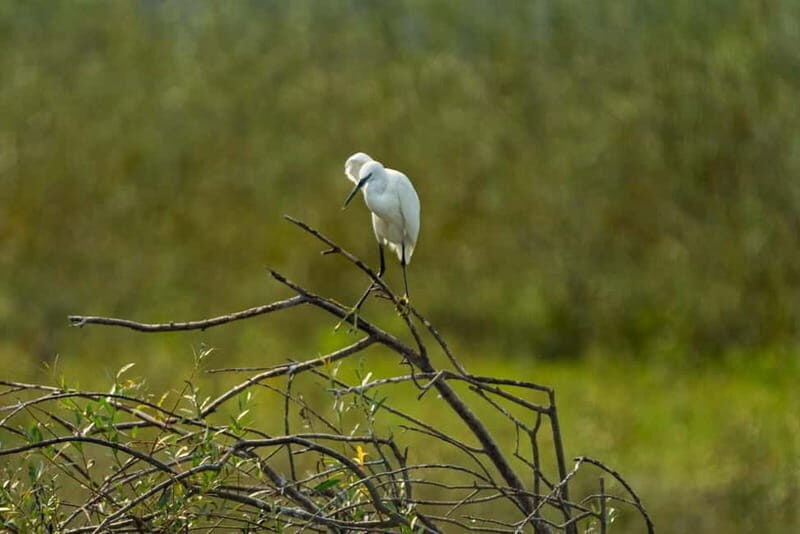 Lake Skadar: Early-morning Birdwatching and Photography Tour - Authenticity and Value