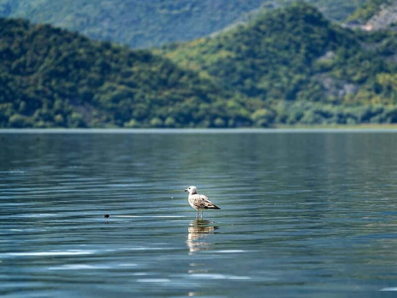 Lake Skadar: Early-morning Birdwatching and Photography Tour - How This Tour Fits Your Travel Plans